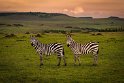 131 Masai Mara, zebra